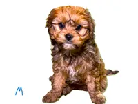 Broady, a male Cavachon for sale in Baileyville, KS – 1 of 6