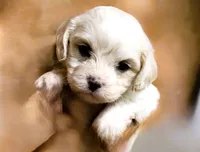 Lacey, a female Cavachon for sale in Baileyville, KS – 2 of 4