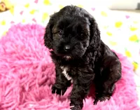 Max, a male Cavapoo for sale in Baileyville, KS – 2 of 4