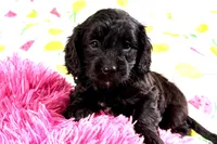 Beauty, a female Cavapoo for sale in Baileyville, KS – 4 of 4