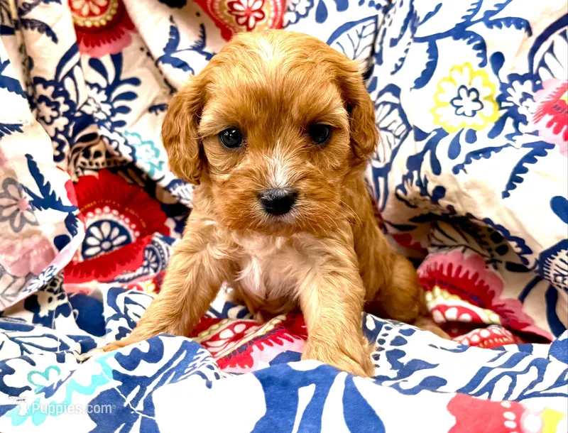Lucy – Cavapoo puppy for sale in Baileyville, KS
