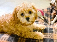 Lucas, a male Cavapoo for sale in Baileyville, KS – 2 of 8