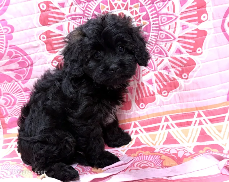 Beauty – Cavapoo puppy for sale in Baileyville, KS