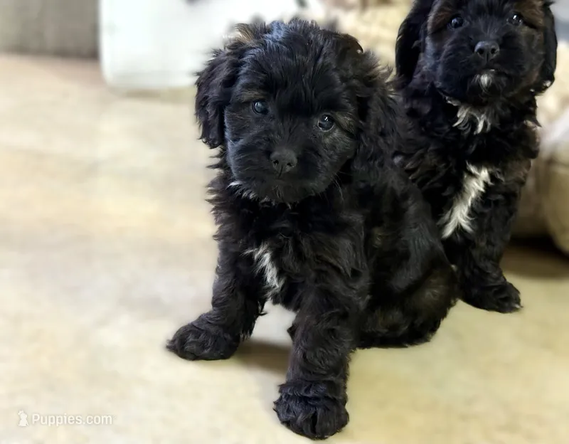 Beauty – Cavapoo puppy for sale in Baileyville, KS