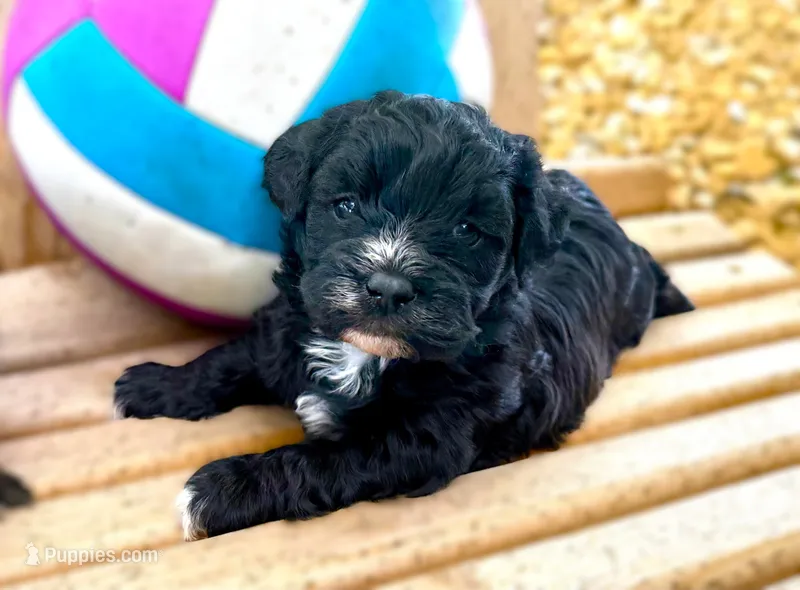 Lena – Shihpoo puppy for sale in Baileyville, KS