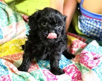 Misty, a female Cavapoo for sale in Baileyville, KS – 6 of 6