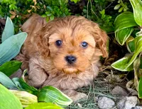 Tye, a male Cavapoo for sale in Baileyville, KS – 3 of 3