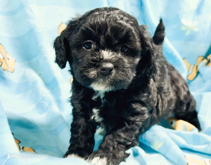 Lena – Shihpoo puppy for sale in Baileyville, KS