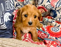 Harper, a female Cavapoo for sale in Baileyville, KS – 6 of 7