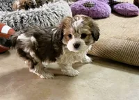 processed/8d51dd7e-9a0b-4c44-8f82-386143c8deb0/listing/357fd51b-dc72-45df-ad42-ca5c3526b668/aa25ceca-1a77-4bbf-b8c4-df3d8825a090