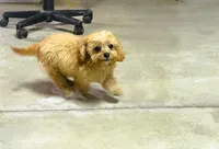 Tobie, a male Cavapoo for sale in Baileyville, KS – 4 of 4