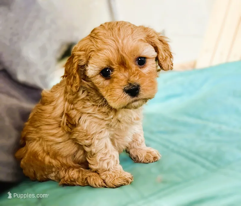 Lucas – Cavapoo puppy for sale in Baileyville, KS
