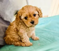 Lucas, a male Cavapoo for sale in Baileyville, KS – 2 of 4
