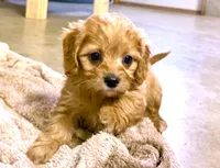 Ryder, a male Cavapoo for sale in Baileyville, KS – 1 of 7