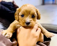 Lucy, a female Cavapoo for sale in Baileyville, KS – 3 of 4