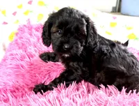 Max, a male Cavapoo for sale in Baileyville, KS – 4 of 4