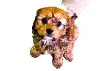 Broady, a male Cavachon for sale in Baileyville, KS – 3 of 6