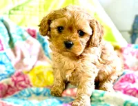 Lucas, a male Cavapoo for sale in Baileyville, KS – 1 of 4