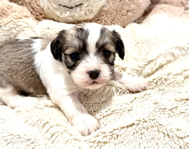 Macy – Cavachon puppy for sale in Baileyville, KS
