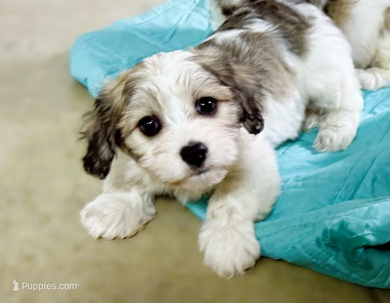 Max – Cavachon puppy for sale in Baileyville, KS