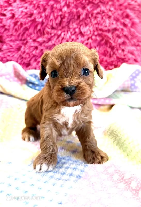 Macy – Cavapoo puppy for sale in Baileyville, KS