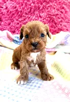 Macy, a female Cavapoo for sale in Baileyville, KS – 1 of 2