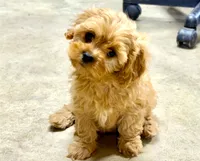 Lucas, a male Cavapoo for sale in Baileyville, KS – 7 of 8
