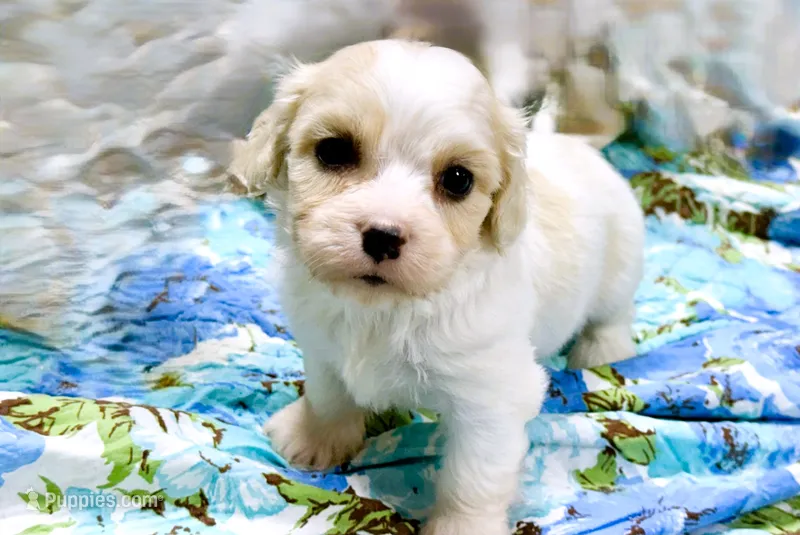 Cooper – Cavachon puppy for sale in Baileyville, KS