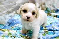 Cooper, a male Cavachon for sale in Baileyville, KS – 1 of 3