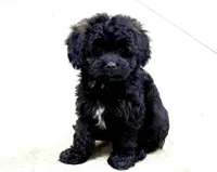 Lena, a female Cavapoo for sale in Baileyville, KS – 3 of 3