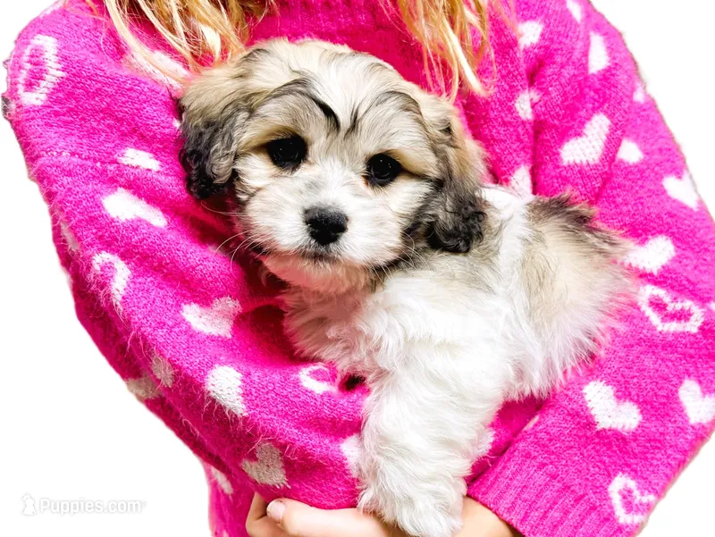 Tye – Cavachon puppy for sale in Baileyville, KS