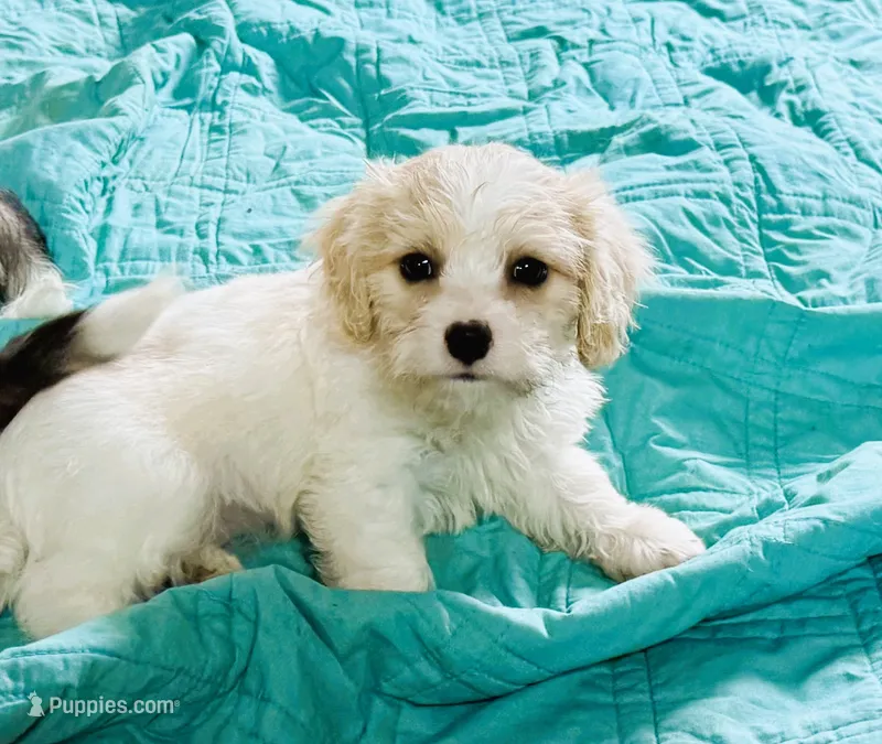 Cooper – Cavachon puppy for sale in Baileyville, KS
