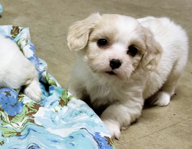 Cooper – Cavachon puppy for sale in Baileyville, KS