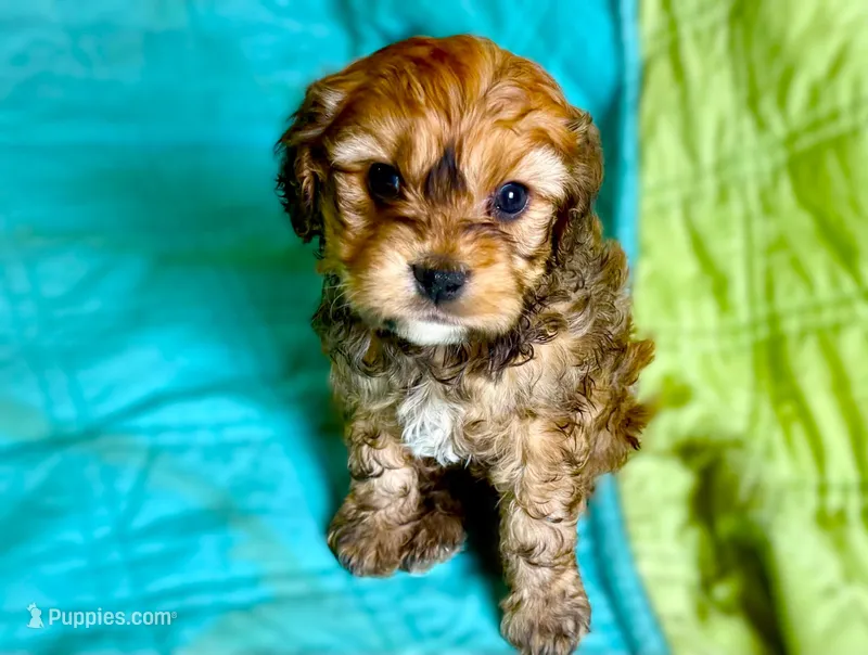Buster – Cavachon puppy for sale in Baileyville, KS