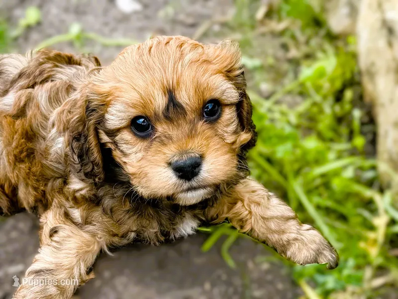 Buster – Cavachon puppy for sale in Baileyville, KS