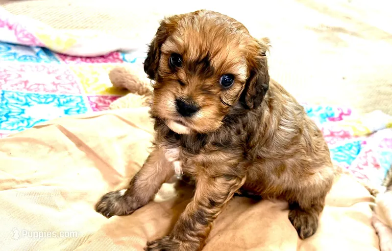 Buster – Cavachon puppy for sale in Baileyville, KS