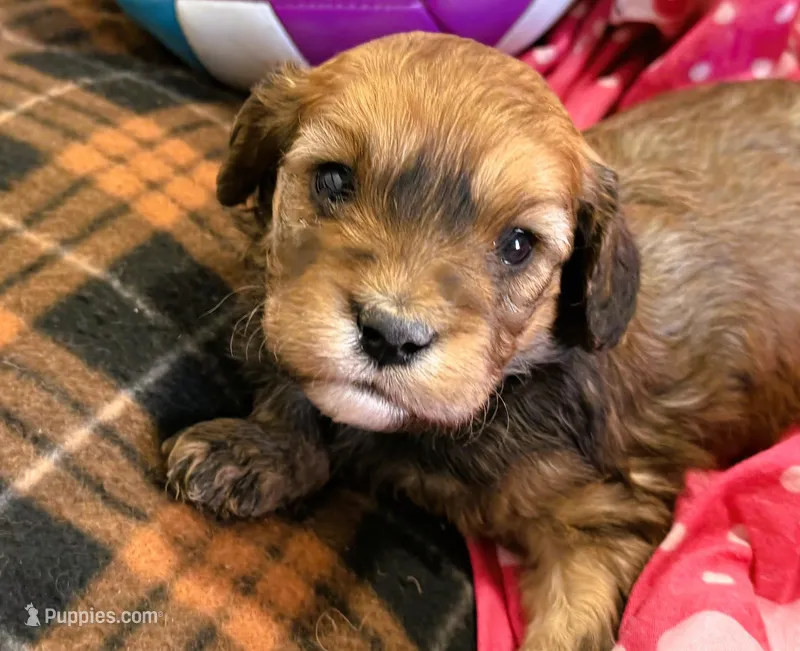 Buster – Cavachon puppy for sale in Baileyville, KS