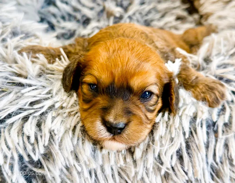 Buster – Cavachon puppy for sale in Baileyville, KS