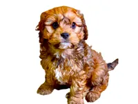 Broady, a male Cavachon for sale in Baileyville, KS – 4 of 6