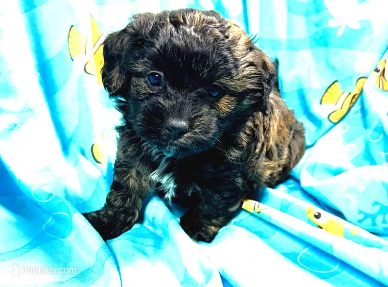 Bo – Shihpoo puppy for sale in Baileyville, KS