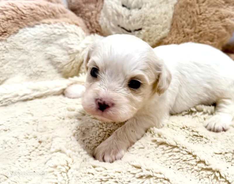 Lacy – Cavachon puppy for sale in Baileyville, KS