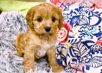 Harper, a female Cavapoo for sale in Baileyville, KS – 2 of 7