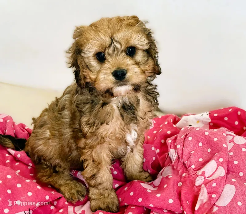 Broady – Cavachon puppy for sale in Baileyville, KS
