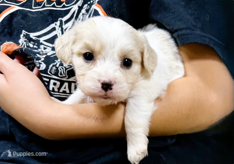 Gradee – Cavachon puppy for sale in Baileyville, KS