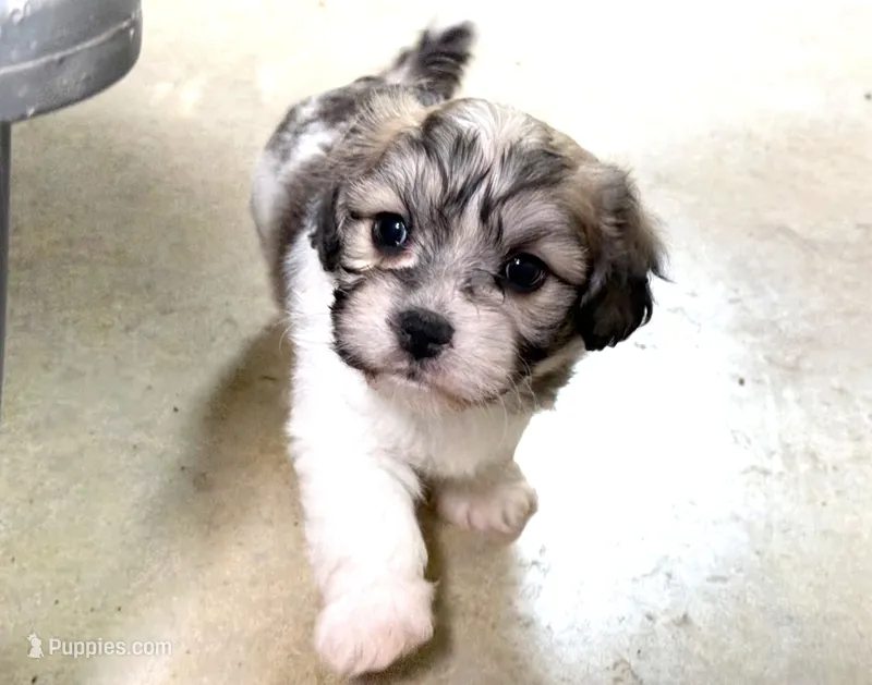 Tye – Cavachon puppy for sale in Baileyville, KS