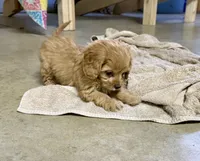 Ryder, a male Cavapoo for sale in Baileyville, KS – 6 of 7