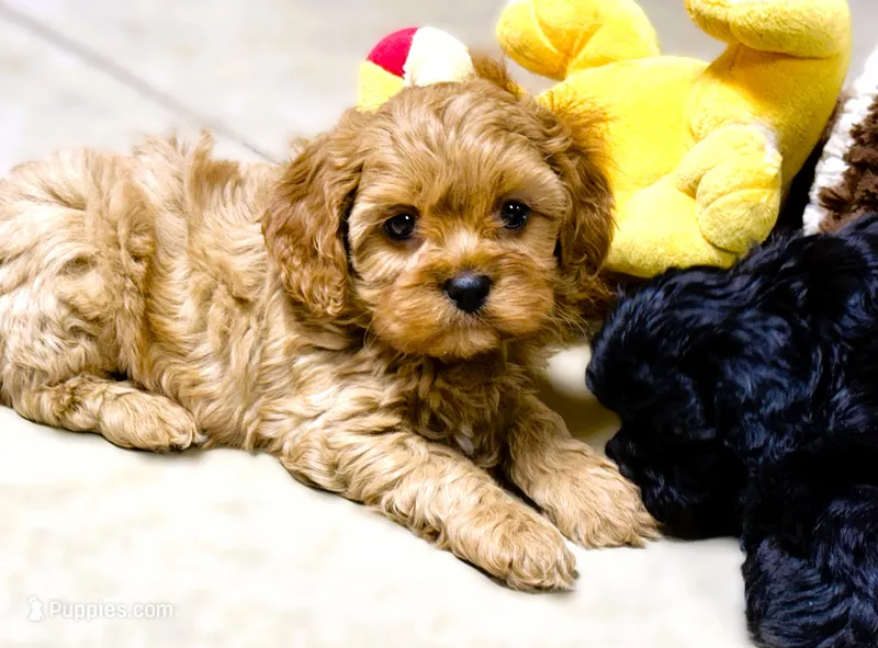 Tye – Cavapoo puppy for sale in Baileyville, KS