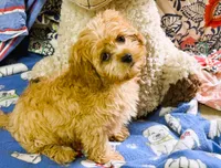 Lucas, a male Cavapoo for sale in Baileyville, KS – 3 of 8