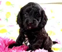 Beauty, a female Cavapoo for sale in Baileyville, KS – 3 of 4
