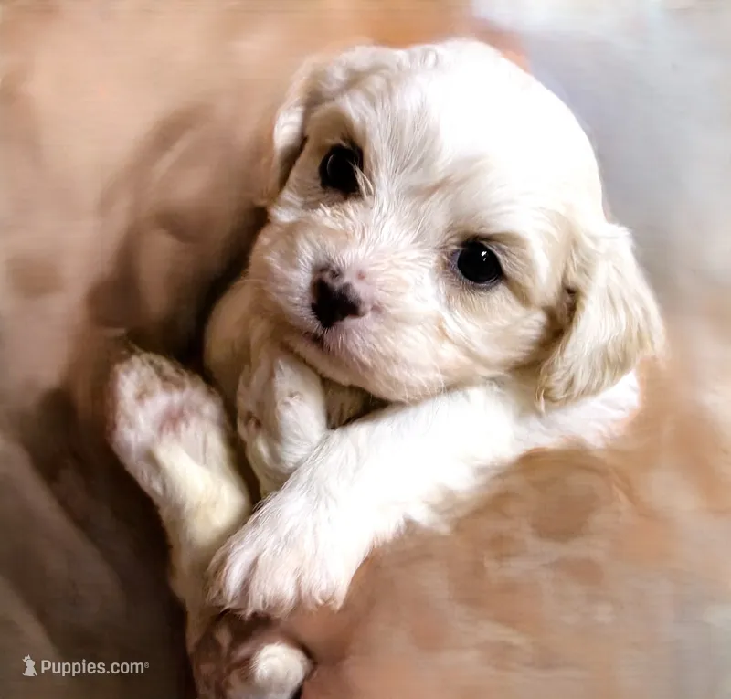 Lacy – Cavachon puppy for sale in Baileyville, KS